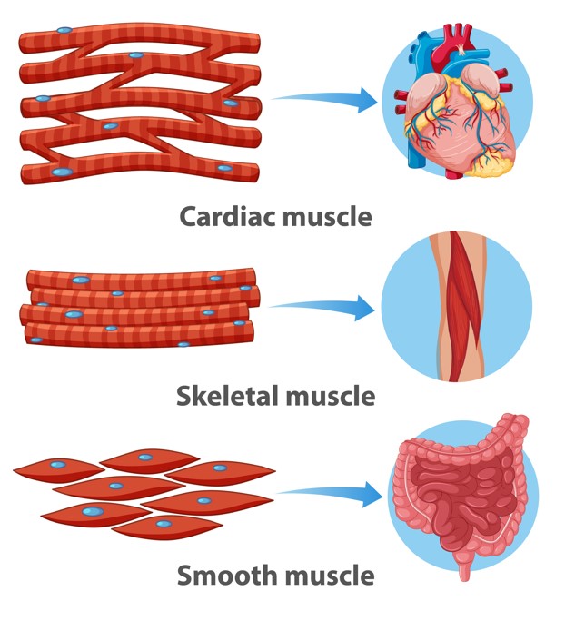 Les différents types de cellules musculaires