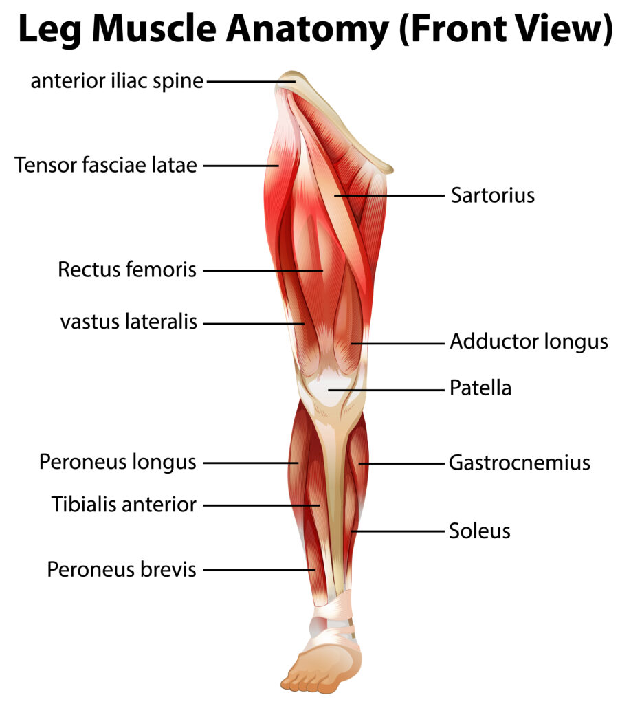 Les muscles de la jambe